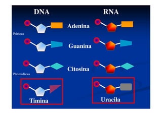 DNA RNA
Adenina
Guanina
Citosina
Timina Uracila
Púricas
Pirimídicas
 
