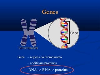 GenesGenes
Gene – regiões do cromossomo
– codificam proteinas
DNA -> RNA-> proteina
 