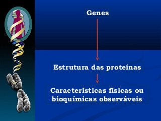 Genes
Características físicas ou
bioquímicas observáveis
Estrutura das proteínas
 