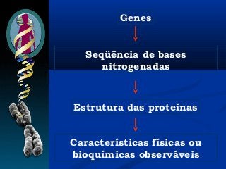Genes
Características físicas ou
bioquímicas observáveis
Estrutura das proteínas
Seqüência de bases
nitrogenadas
 