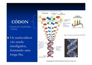  Os nucleotídeosOs nucleotídeos
vão sendovão sendo
interligados,interligados,
formando umaformando uma
longa fita.longa fita.
CÓDON
Conjunto de 3 nucleotídeos
( 3 bases)
 
