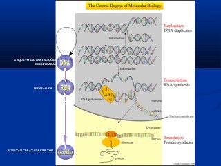 ARQUIVO DE INSTRUÇÕES
CODIFICADAS
MENSAGEM
SUBSTÂNCIA ATIVA EFETOR
 