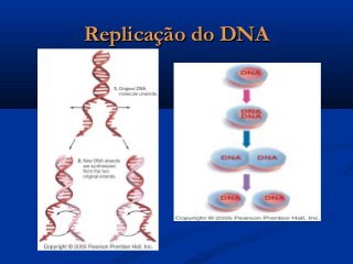 Replicação do DNAReplicação do DNA
 