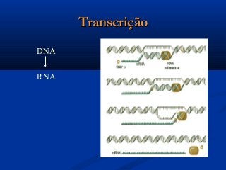 DNA
RNA
TranscriçãoTranscrição
 