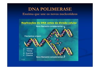 Replicação do DNAReplicação do DNA
-CRESCIMENTO - REPOSIÇÃO CELULAR
-CÉLULAS REPRODUTIVAS
 