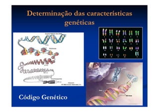 Determinação das característicasDeterminação das características
genéticasgenéticas
Código Genético
 