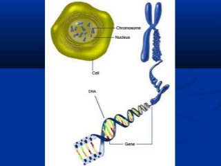 DNA X RNADNA X RNA
 