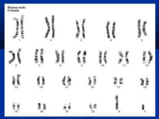 GenesGenes
Gene – regiões do cromossomo
– codificam proteinas
DNA -> RNA-> proteina
 
