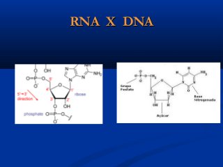 DNA
RNA
TranscriçãoTranscrição
 