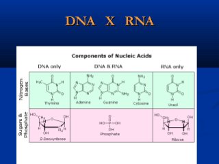 Replicação do DNAReplicação do DNA
 Auto-duplicação do material genéticoAuto-duplicação do material genético
 mantendo a...