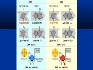 5’ 3’5’ 3’
 DNA polimeraseDNA polimerase
 enzima quebra asenzima quebra as
ligações de pontes deligações de pontes de
hi...