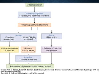 Agents affecting mineral ion homeostasis and bone turnover | PPTX