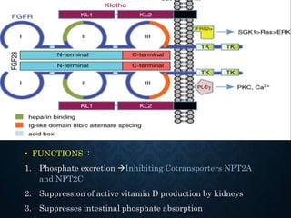 Agents affecting mineral ion homeostasis and bone turnover | PPTX