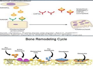 Agents affecting mineral ion homeostasis and bone turnover | PPTX