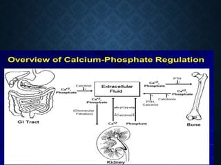 Agents affecting mineral ion homeostasis and bone turnover | PPTX