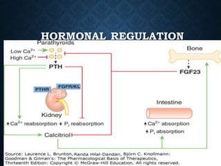 Agents affecting mineral ion homeostasis and bone turnover | PPTX