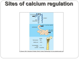 Agents that affect bone mineral homeostasis paul | PPT