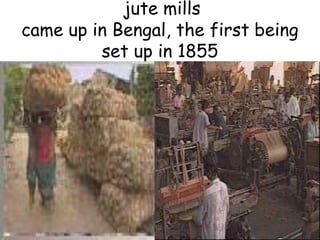 jute mills
came up in Bengal, the first being
set up in 1855
 