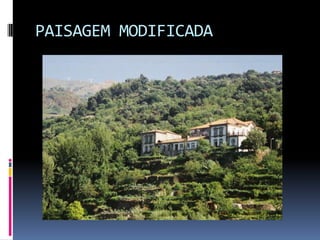 PAISAGEM MODIFICADA
 