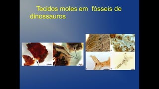 Tecidos moles em fósseis de
dinossauros
 