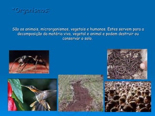 *Organismos: São os animais, microrganismos, vegetais e humanos. Estes servem para a decomposição da matéria viva, vegetal e animal e podem destruir ou conservar o solo.   
