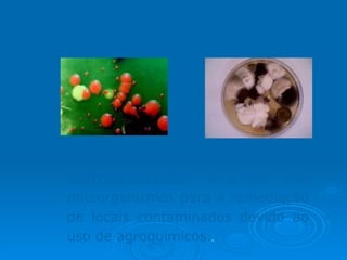 Descontaminação do Solo Biorremediação : emprego dos microrganismos para a remediação de locais contaminados devido ao uso de agroquímicos. .  Bactérias Fungos 