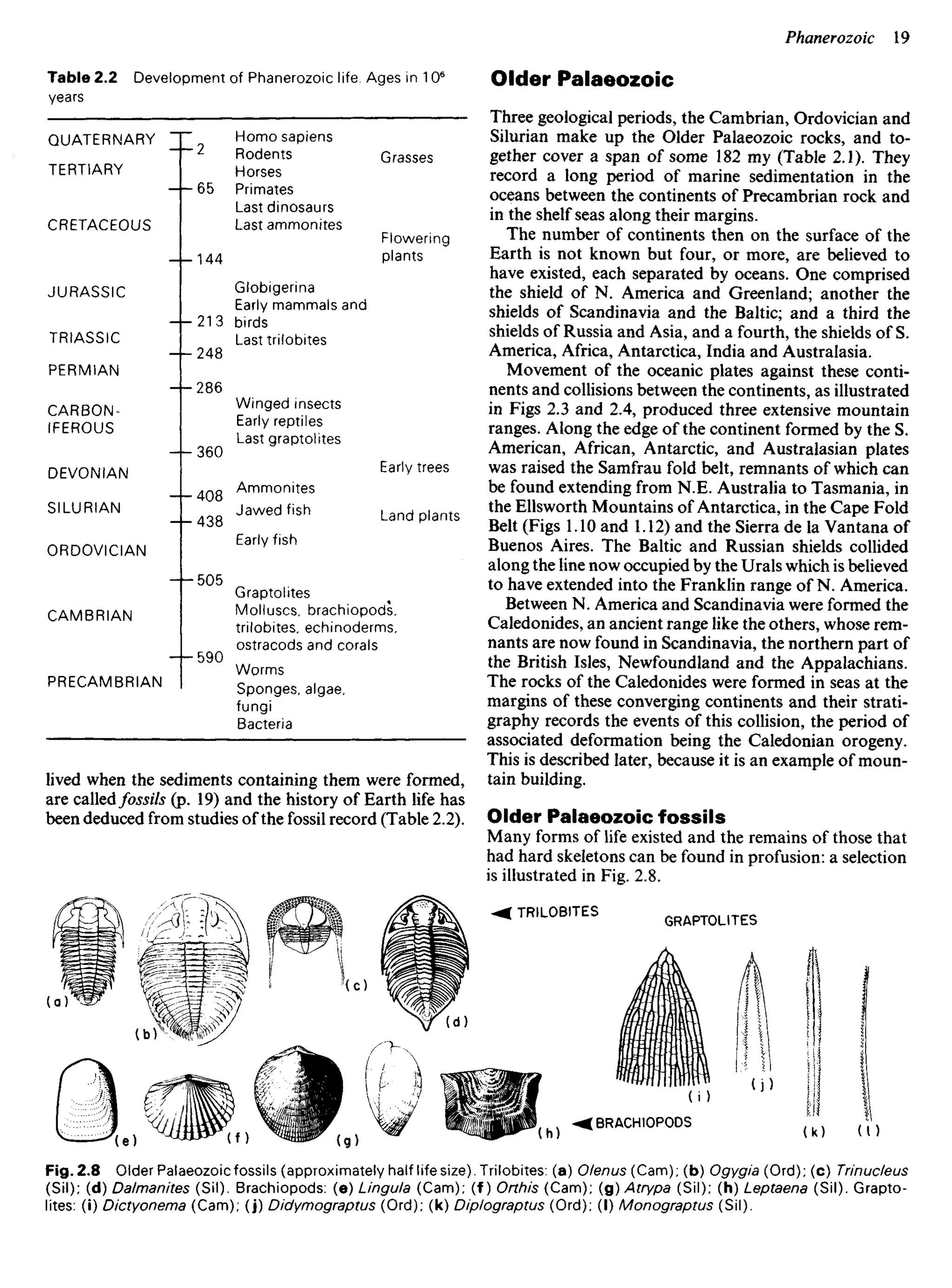lived when the sediments containing them were formed,
are calledfossils (p. 19) and the history of Earth life has
been deduced from studies of the fossil record (Table 2.2).
Older Palaeozoic
Three geological periods, the Cambrian, Ordovician and
Silurian make up the Older Palaeozoic rocks, and to-
gether cover a span of some 182 my (Table 2.1). They
record a long period of marine sedimentation in the
oceans between the continents of Precambrian rock and
in the shelf seas along their margins.
The number of continents then on the surface of the
Earth is not known but four, or more, are believed to
have existed, each separated by oceans. One comprised
the shield of N. America and Greenland; another the
shields of Scandinavia and the Baltic; and a third the
shields of Russia and Asia, and a fourth, the shields of S.
America, Africa, Antarctica, India and Australasia.
Movement of the oceanic plates against these conti-
nents and collisions between the continents, as illustrated
in Figs 2.3 and 2.4, produced three extensive mountain
ranges. Along the edge of the continent formed by the S.
American, African, Antarctic, and Australasian plates
was raised the Samfrau fold belt, remnants of which can
be found extending from N.E. Australia to Tasmania, in
the Ellsworth Mountains of Antarctica, in the Cape Fold
Belt (Figs 1.10 and 1.12) and the Sierra de Ia Vantana of
Buenos Aires. The Baltic and Russian shields collided
along the line now occupied by the Urals which is believed
to have extended into the Franklin range of N. America.
Between N. America and Scandinavia were formed the
Caledonides, an ancient range like the others, whose rem-
nants are now found in Scandinavia, the northern part of
the British Isles, Newfoundland and the Appalachians.
The rocks of the Caledonides were formed in seas at the
margins of these converging continents and their strati-
graphy records the events of this collision, the period of
associated deformation being the Caledonian orogeny.
This is described later, because it is an example of moun-
tain building.
Older Palaeozoic fossils
Many forms of life existed and the remains of those that
had hard skeletons can be found in profusion: a selection
is illustrated in Fig. 2.8.
Table 2.2 Development of Phanerozoic life. Ages in 106
years
QUATERNARY
TERTIARY
CRETACEOUS
JURASSIC
TRIASSIC
PERMIAN
CARBON-
IFEROUS
DEVONIAN
SILURIAN
ORDOVICIAN
CAMBRIAN
PRECAMBRIAN
Homo sapiens
Rodents
Horses
Primates
Last dinosaurs
Last ammonites
Grasses
Flowering
plants
Globigerina
Early mammals and
birds
Lasttrilobites
Winged insects
Early reptiles
Last graptolites
Early trees
Land plants
Ammonites
Jawed fish
Early fish
Graptolites
Molluscs, brachiopods,
trilobites, echinoderms,
ostracods and corals
Worms
Sponges, algae,
fungi
Bacteria
TRILOBITES
GRAPTOLITES
BRACHIOPODS
Fig. 2.8 Older Palaeozoic fossils (approximately half life size). Trilobites: (a) Olenus (Cam); (b) Ogygia (Ord); (c) Trinucleus
(SiI); (d) Dalmanites (SiI). Brachiopods: (e) Lingula (Cam); (f) Orthis (Cam); (g) Atrypa (SiI); (h) Leptaena (SiI). Grapto-
lites: (i) Dictyonema (Cam); (j) Didymograptus (Ord); (k) Diplograptus (Ord); (I) Monograptus (SiI).
 