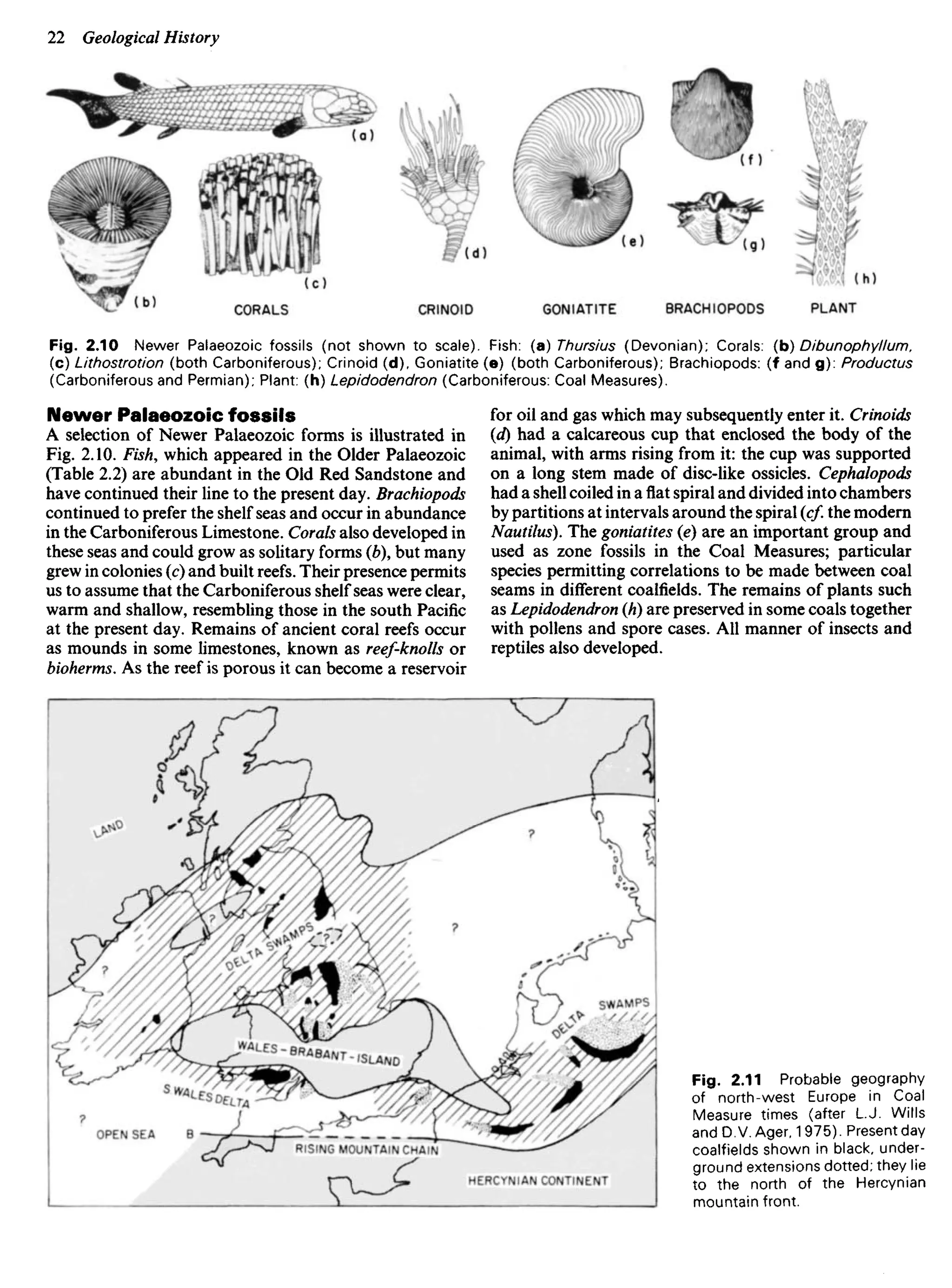Newer Palaeozoic fossils
A selection of Newer Palaeozoic forms is illustrated in
Fig. 2.10. Fish, which appeared in the Older Palaeozoic
(Table 2.2) are abundant in the Old Red Sandstone and
have continued their line to the present day. Brachiopods
continued to prefer the shelf seas and occur in abundance
in the Carboniferous Limestone. Corals also developed in
these seas and could grow as solitary forms (b), but many
grew in colonies (c) and built reefs. Their presence permits
us to assume that the Carboniferous shelf seas were clear,
warm and shallow, resembling those in the south Pacific
at the present day. Remains of ancient coral reefs occur
as mounds in some limestones, known as reef-knolls or
bioherms. As the reef is porous it can become a reservoir
for oil and gas which may subsequently enter it. Crinoids
(d) had a calcareous cup that enclosed the body of the
animal, with arms rising from it: the cup was supported
on a long stem made of disc-like ossicles. Cephalopods
had a shell coiled in aflatspiral and divided into chambers
by partitions at intervals around the spiral (c/. the modern
Nautilus). The goniatites (e) are an important group and
used as zone fossils in the Coal Measures; particular
species permitting correlations to be made between coal
seams in different coalfields. The remains of plants such
as Lepidodendron (h) are preserved in some coals together
with pollens and spore cases. All manner of insects and
reptiles also developed.
Fig. 2.11 Probable geography
of north-west Europe in Coal
Measure times (after L.J. Wills
and D.V. Ager, 1 975). Present day
coalfields shown in black, under-
ground extensions dotted; they lie
to the north of the Hercynian
mountain front.
CORALS CRINOID GONIATITE BRACHIOPODS PLANT
Fig. 2.10 Newer Palaeozoic fossils (not shown to scale). Fish: (a) Thursius (Devonian); Corals: (b) Dibunophyllum.
(c) Lithostrotion (both Carboniferous); Crinoid (d), Goniatite (e) (both Carboniferous); Brachiopods: (f and g): Productus
(Carboniferous and Permian); Plant: (h) Lepidodendron (Carboniferous: Coal Measures).
OPEN SEA
SWAMPS
HERCYNIANCONTINENT
RISINGMOUNTAINCHAIN
 