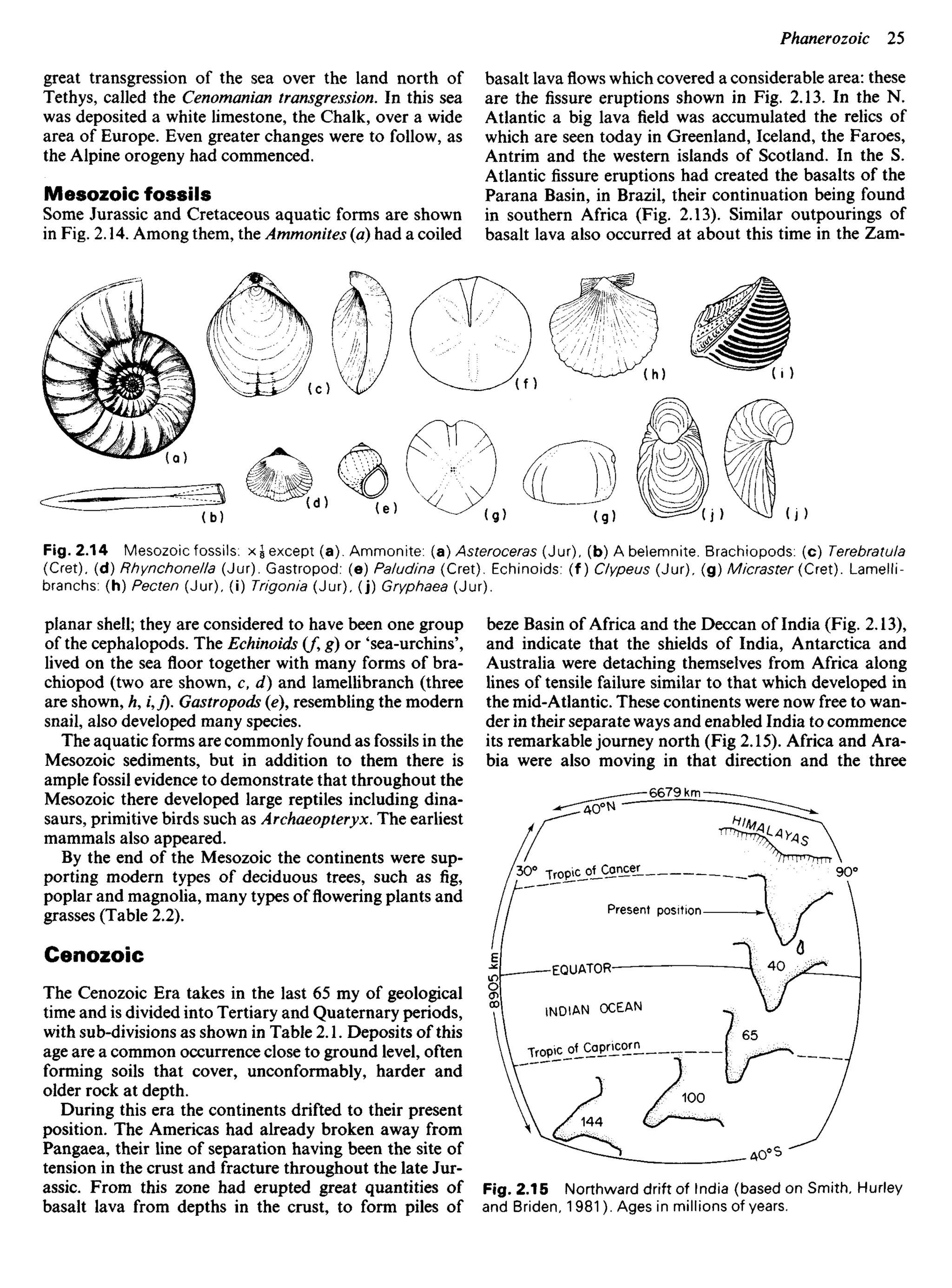 great transgression of the sea over the land north of
Tethys, called the Cenomanian transgression. In this sea
was deposited a white limestone, the Chalk, over a wide
area of Europe. Even greater changes were to follow, as
the Alpine orogeny had commenced.
Mesozoic fossils
Some Jurassic and Cretaceous aquatic forms are shown
in Fig. 2.14. Among them, the Ammonites (a) had a coiled
basalt lavaflowswhich covered a considerable area: these
are the fissure eruptions shown in Fig. 2.13. In the N.
Atlantic a big lava field was accumulated the relics of
which are seen today in Greenland, Iceland, the Faroes,
Antrim and the western islands of Scotland. In the S.
Atlantic fissure eruptions had created the basalts of the
Parana Basin, in Brazil, their continuation being found
in southern Africa (Fig. 2.13). Similar outpourings of
basalt lava also occurred at about this time in the Zam-
Fig. 2.14 Mesozoic fossils: x^ except (a). Ammonite: (a) Asteroceras (Jur), (b) A belemnite. Brachiopods: (c) Terebratula
(Cret). (d) Rhynchonella (Jur). Gastropod: (e) Paludina (Cret). Echinoids: (f) Clypeus (Jur), (g) Micraster (Cret). Lamelli-
branchs: (h) Pecten (Jur), (i) Trigonia (Jur), (j) Gryphaea (Jur).
planar shell; they are considered to have been one group
of the cephalopods. The Echinoids (J, g) or 'sea-urchins',
lived on the sea floor together with many forms of bra-
chiopod (two are shown, c, d) and lamellibranch (three
are shown, h, Uj). Gastropods (e), resembling the modern
snail, also developed many species.
The aquatic forms are commonly found as fossils in the
Mesozoic sediments, but in addition to them there is
ample fossil evidence to demonstrate that throughout the
Mesozoic there developed large reptiles including dina-
saurs, primitive birds such as Archaeopteryx. The earliest
mammals also appeared.
By the end of the Mesozoic the continents were sup-
porting modern types of deciduous trees, such as fig,
poplar and magnolia, many types offloweringplants and
grasses (Table 2.2).
Cenozoic
The Cenozoic Era takes in the last 65 my of geological
time and is divided into Tertiary and Quaternary periods,
with sub-divisions as shown in Table 2.1. Deposits of this
age are a common occurrence close to ground level, often
forming soils that cover, unconformably, harder and
older rock at depth.
During this era the continents drifted to their present
position. The Americas had already broken away from
Pangaea, their line of separation having been the site of
tension in the crust and fracture throughout the late Jur-
assic. From this zone had erupted great quantities of
basalt lava from depths in the crust, to form piles of
beze Basin of Africa and the Deccan of India (Fig. 2.13),
and indicate that the shields of India, Antarctica and
Australia were detaching themselves from Africa along
lines of tensile failure similar to that which developed in
the mid-Atlantic. These continents were now free to wan-
der in their separate ways and enabled India to commence
its remarkable journey north (Fig 2.15). Africa and Ara-
bia were also moving in that direction and the three
Tropic of Cancer
Present position
EQUATOR
JMDIAN OCEAN
Tropic of Capricorn
Fig. 2.15 Northward drift of India (based on Smith, Hurley
and Briden, 1981). Ages in millions of years.
 