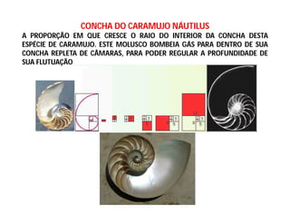 CONCHA DO CARAMUJO NÁUTILUS
A PROPORÇÃO EM QUE CRESCE O RAIO DO INTERIOR DA CONCHA DESTA
ESPÉCIE DE CARAMUJO. ESTE MOLUSCO BOMBEIA GÁS PARA DENTRO DE SUA
CONCHA REPLETA DE CÂMARAS, PARA PODER REGULAR A PROFUNDIDADE DE
SUA FLUTUAÇÃO
 