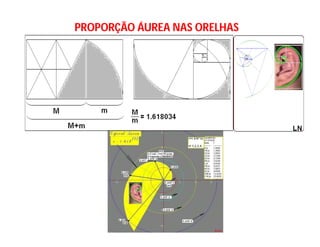 PROPORÇÃO ÁUREA NAS ORELHAS
 