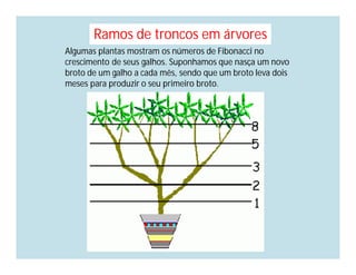 Ramos de troncos em árvores
Algumas plantas mostram os números de Fibonacci no
crescimento de seus galhos. Suponhamos que nasça um novo
broto de um galho a cada mês, sendo que um broto leva dois
meses para produzir o seu primeiro broto.
 