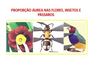 PROPORÇÃO ÁUREA NAS FLORES, INSETOS E
            PÁSSAROS
 
