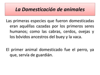 La Domesticación de animales
Las primeras especies que fueron domesticadas
eran aquéllas cazadas por los primeros seres
humanos; como las cabras, cerdos, ovejas y
los bóvidos ancestros del buey y la vaca.
El primer animal domesticado fue el perro, ya
que, servía de guardián.

 