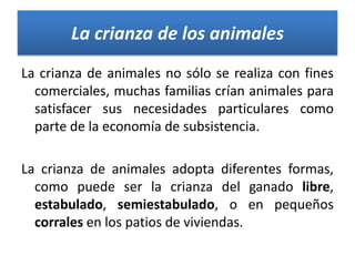 La crianza de los animales
La crianza de animales no sólo se realiza con fines
comerciales, muchas familias crían animales para
satisfacer sus necesidades particulares como
parte de la economía de subsistencia.
La crianza de animales adopta diferentes formas,
como puede ser la crianza del ganado libre,
estabulado, semiestabulado, o en pequeños
corrales en los patios de viviendas.

 