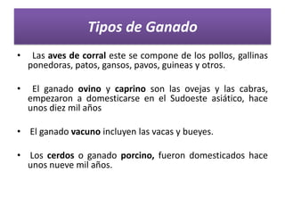 Tipos de Ganado
•

Las aves de corral este se compone de los pollos, gallinas
ponedoras, patos, gansos, pavos, guineas y otros.

•

El ganado ovino y caprino son las ovejas y las cabras,
empezaron a domesticarse en el Sudoeste asiático, hace
unos diez mil años

• El ganado vacuno incluyen las vacas y bueyes.
• Los cerdos o ganado porcino, fueron domesticados hace
unos nueve mil años.

 
