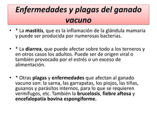 Enfermedades y plagas del ganado
vacuno
• * La mastitis, que es la inflamación de la glándula mamaria
y puede ser producida por numerosas bacterias.
• * La diarrea, que puede afectar sobre todo a los terneros y
en otros casos los adultos. Puede ser de origen viral o
también provocado por el estrés o un exceso de
alimentación.
• * Otras plagas y enfermedades que afectan al ganado
vacuno son: la sarna, las garrapatas, los piojos, las tiñas,
gusanos y parásitos internos, para lo que se requieren
vermífugos, etc. También la brucelosis, fiebre aftosa y
encefalopatía bovina espongiforme.

 