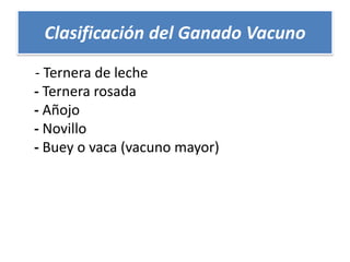 Clasificación del Ganado Vacuno
- Ternera de leche
- Ternera rosada
- Añojo
- Novillo
- Buey o vaca (vacuno mayor)

 