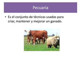 Pecuaria
• Es el conjunto de técnicas usadas para
criar, mantener y mejorar un ganado.

 