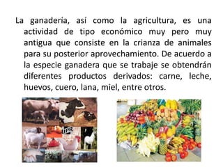 La ganadería, así como la agricultura, es una
actividad de tipo económico muy pero muy
antigua que consiste en la crianza de animales
para su posterior aprovechamiento. De acuerdo a
la especie ganadera que se trabaje se obtendrán
diferentes productos derivados: carne, leche,
huevos, cuero, lana, miel, entre otros.

 