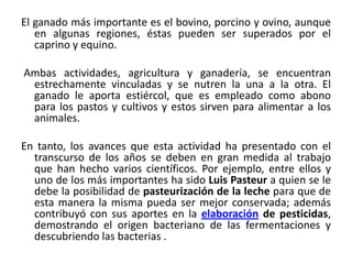 El ganado más importante es el bovino, porcino y ovino, aunque
en algunas regiones, éstas pueden ser superados por el
caprino y equino.
Ambas actividades, agricultura y ganadería, se encuentran
estrechamente vinculadas y se nutren la una a la otra. El
ganado le aporta estiércol, que es empleado como abono
para los pastos y cultivos y estos sirven para alimentar a los
animales.
En tanto, los avances que esta actividad ha presentado con el
transcurso de los años se deben en gran medida al trabajo
que han hecho varios científicos. Por ejemplo, entre ellos y
uno de los más importantes ha sido Luis Pasteur a quien se le
debe la posibilidad de pasteurización de la leche para que de
esta manera la misma pueda ser mejor conservada; además
contribuyó con sus aportes en la elaboración de pesticidas,
demostrando el origen bacteriano de las fermentaciones y
descubriendo las bacterias .

 