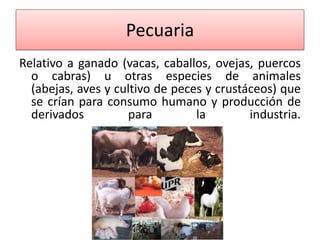 Pecuaria
Relativo a ganado (vacas, caballos, ovejas, puercos
o cabras) u otras especies de animales
(abejas, aves y cultivo de peces y crustáceos) que
se crían para consumo humano y producción de
derivados
para
la
industria.

 
