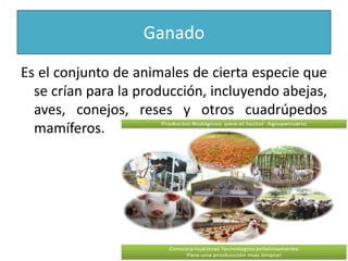 Ganado
Es el conjunto de animales de cierta especie que
se crían para la producción, incluyendo abejas,
aves, conejos, reses y otros cuadrúpedos
mamíferos.

 
