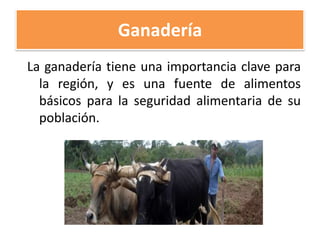 Ganadería
La ganadería tiene una importancia clave para
la región, y es una fuente de alimentos
básicos para la seguridad alimentaria de su
población.

 