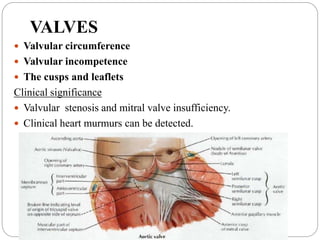 VALVES
 Valvular circumference
 Valvular incompetence
 The cusps and leaflets
Clinical significance
 Valvular stenosis and mitral valve insufficiency.
 Clinical heart murmurs can be detected.
 