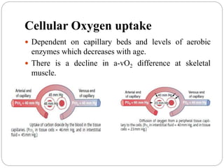 Cellular Oxygen uptake
 Dependent on capillary beds and levels of aerobic
enzymes which decreases with age.
 There is a decline in a-vO2 difference at skeletal
muscle.
 
