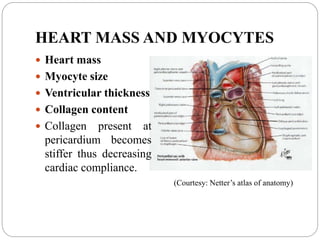 HEART MASS AND MYOCYTES
 Heart mass
 Myocyte size
 Ventricular thickness
 Collagen content
 Collagen present at
pericardium becomes
stiffer thus decreasing
cardiac compliance.
(Courtesy: Netter’s atlas of anatomy)
 