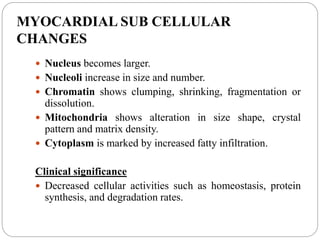 MYOCARDIAL SUB CELLULAR
CHANGES
 Nucleus becomes larger.
 Nucleoli increase in size and number.
 Chromatin shows clumping, shrinking, fragmentation or
dissolution.
 Mitochondria shows alteration in size shape, crystal
pattern and matrix density.
 Cytoplasm is marked by increased fatty infiltration.
Clinical significance
 Decreased cellular activities such as homeostasis, protein
synthesis, and degradation rates.
 