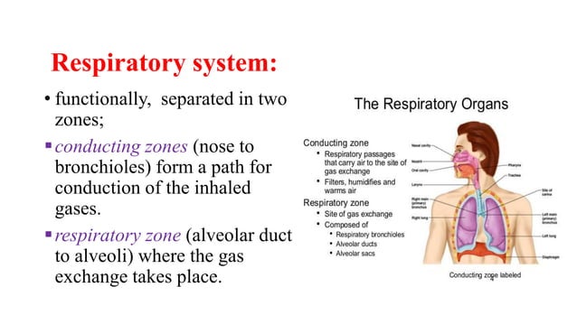 Age related changes in cvs and respiratory system | PPTX