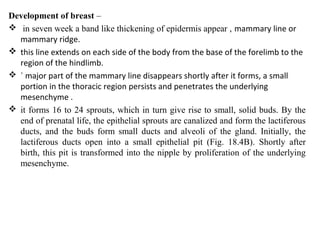 Development of breast –
 in seven week a band like thickening of epidermis appear , mammary line or
mammary ridge.
 this line extends on each side of the body from the base of the forelimb to the
region of the hindlimb.
 ` major part of the mammary line disappears shortly after it forms, a small
portion in the thoracic region persists and penetrates the underlying
mesenchyme .
 it forms 16 to 24 sprouts, which in turn give rise to small, solid buds. By the
end of prenatal life, the epithelial sprouts are canalized and form the lactiferous
ducts, and the buds form small ducts and alveoli of the gland. Initially, the
lactiferous ducts open into a small epithelial pit (Fig. 18.4B). Shortly after
birth, this pit is transformed into the nipple by proliferation of the underlying
mesenchyme.
 